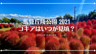 21 びわ湖箱館山コキアパークの魅力と見頃を徹底解説 駐車場や食事情報も公開 滋賀