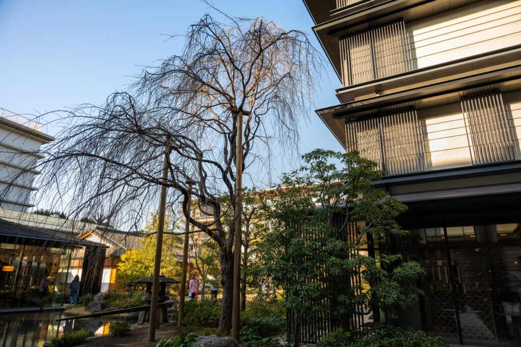 ホテルザ三井京都の中庭のしだれ桜と客室棟(朝)
