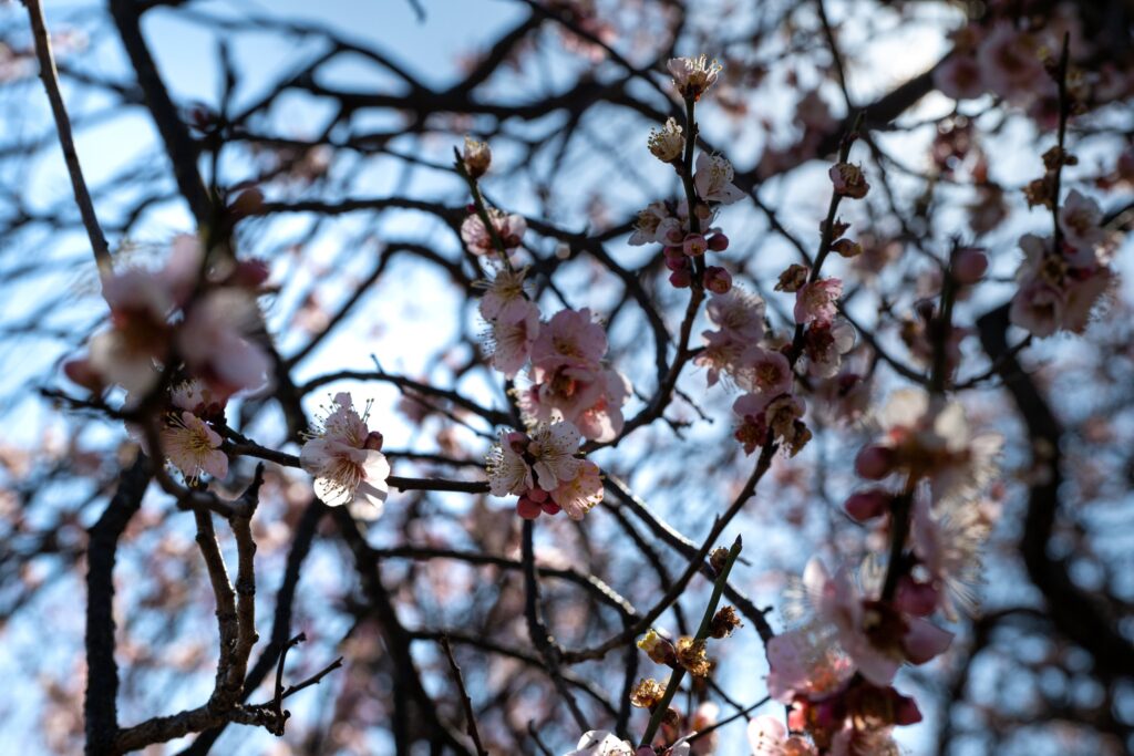 二条城に咲き始めた梅の花